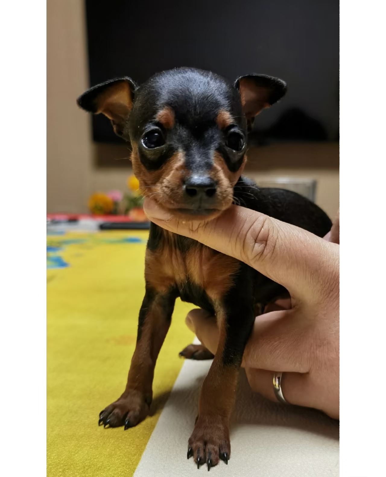 小鹿犬